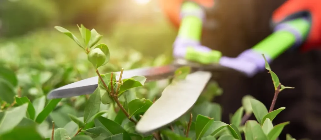 Zwanger in de tuin werken. Jpg